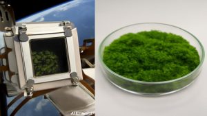 Moss survived 9 months in space and scientists can’t believe what happened when it returned to Earth