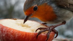 RSPCA Says This Common Kitchen Item Could Save Garden Robins This Winter