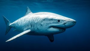 Scientists stunned after rare great white shark reveals ‘ghost’ species thought extinct for decades