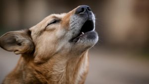 The Ancient Wolf Instinct That Makes Dogs Howl When They Hear Music Will Surprise You