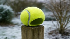 This weird tennis ball trick is quietly saving thousands of wildlife lives in backyards